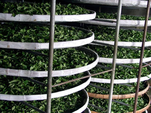 fermentation stage of tea processing fermentation stage of tea processing