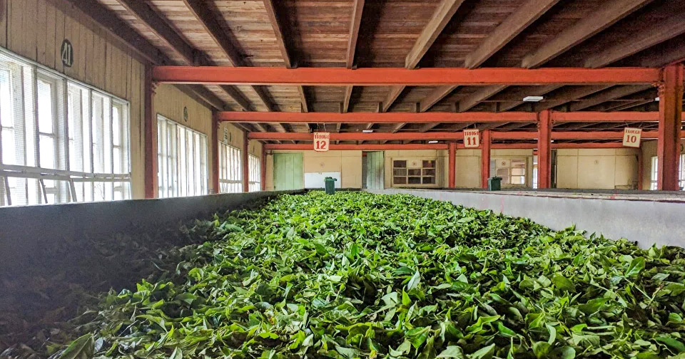 the withering stage of tea production inside a tea processing factory the withering stage of tea production inside a tea processing factory