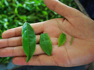 Tea Production Technology: From Harvesting to Sorting
